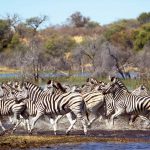Zebras in the Makgalagadi, where they come to drink at the Boteti River.