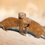 Dwarf mongooses in the Khwai River area.