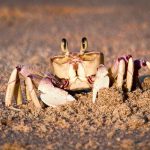 A ghost crab in the iSimangaliso Wetland Park