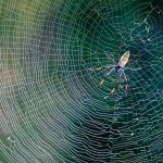 A golden orb spider in the iSimangaliso Wetland Park