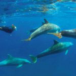 Scuba diving with dolphins at Rocktail Bay