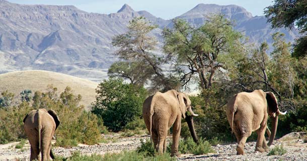 Desert elephants in Hoariseb riverbed