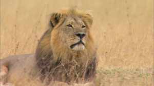 Cecil | lion | National Geographic | Big Cat Month | 2021