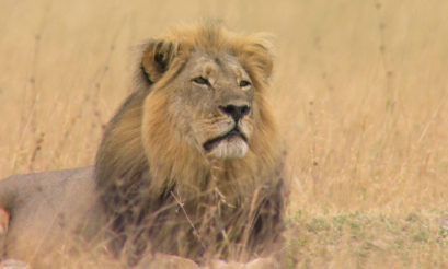 Cecil | lion | National Geographic | Big Cat Month | 2021