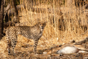 Nzuri | cheetah | National Geographic | Big Cat Month | 2021