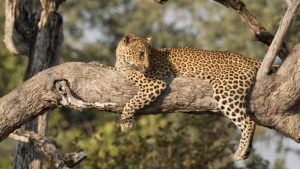 Pemba | leopard | National Geographic | Big Cat Month | 2021