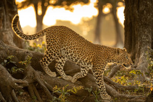 Makumbi | leopard | National Geographic | Big Cat Month | 2021