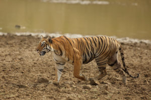 Maya | tiger | Taru | queen | National Geographic | Big Cat Month | 2021