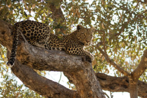 Mahri | leopard | National Geographic | Big Cat Month | 2021