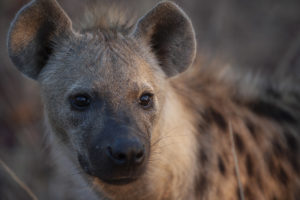 Toni | hyena | National Geographic | Big Cat Month | 2021
